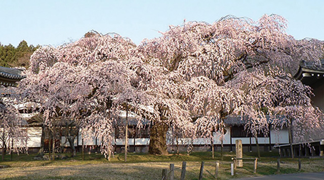 醍醐の桜の写真